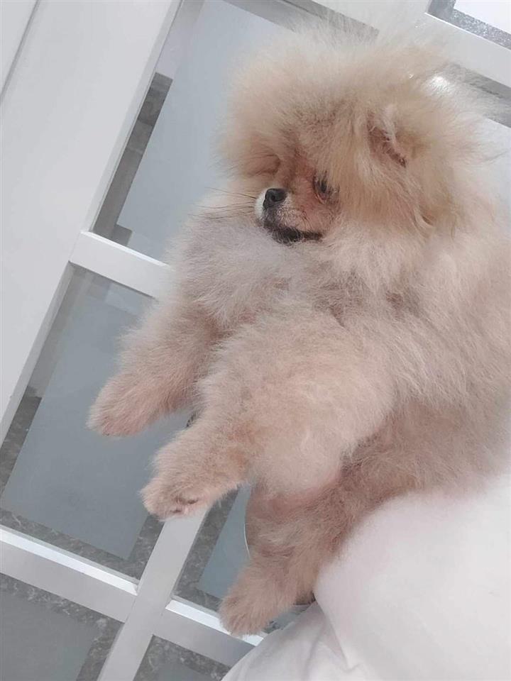 Pomeranac-