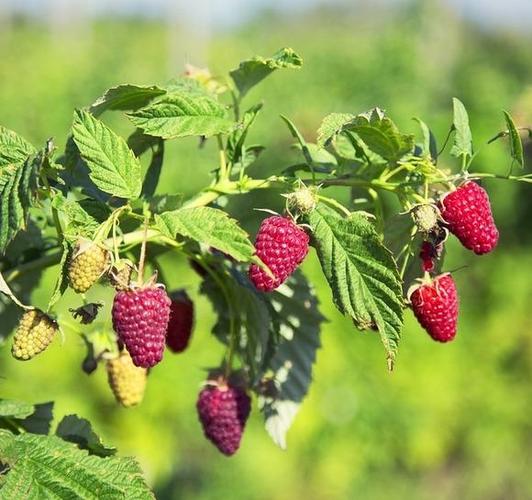 Hitno potrebni beraci maline! 