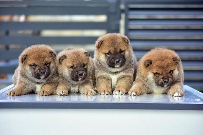Shiba Inu 