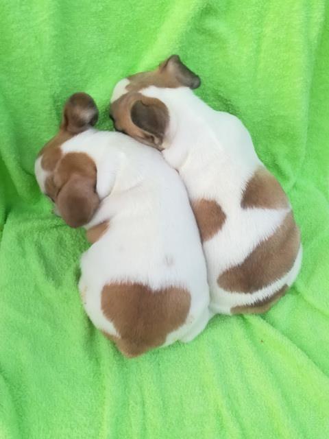 Francuski-buldog--zenska-stenad