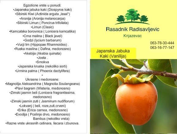 Japanska jabuka kaki sadnice