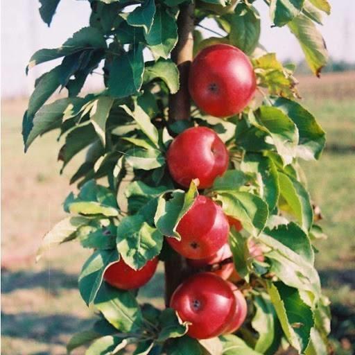 VOCNE-SADNICE