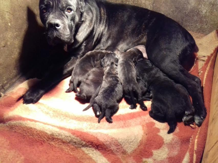 Cane-Corso---vrhunski-štenci-