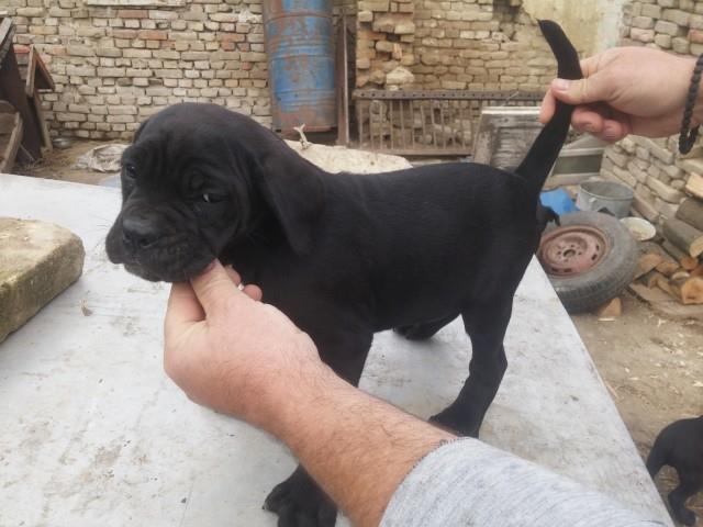 Cane-corso-stenci