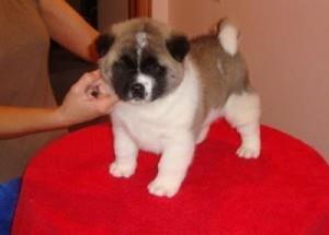 Muški-i-ženski-Akitas