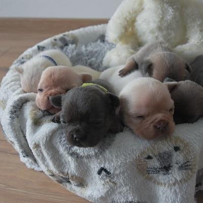 Francuski-buldog-štenci-Flaffy-carriers--L4-