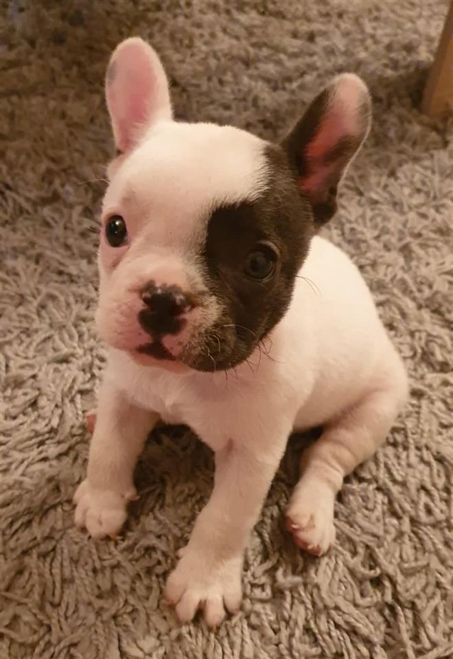 Francuski-buldog