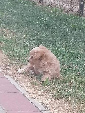 Malti-poo