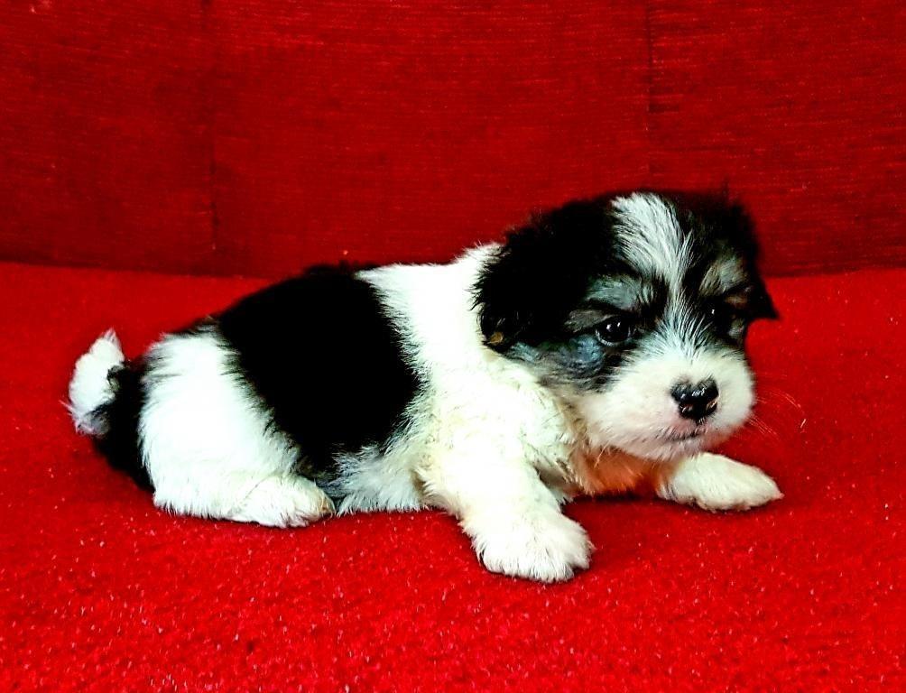 Coton-de-Tulear-Tulearski-pas