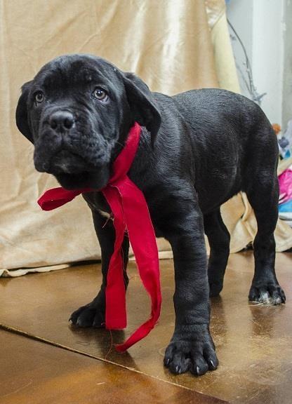Cane-corso-štenci