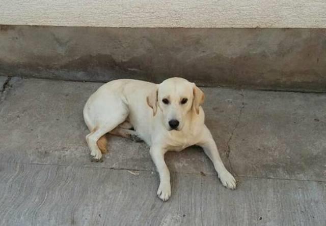Labrador--muzjak-i-zenka