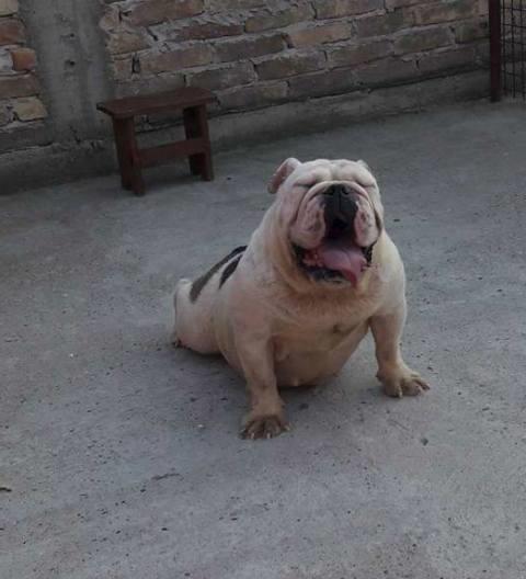 Engleski-buldog--zenke