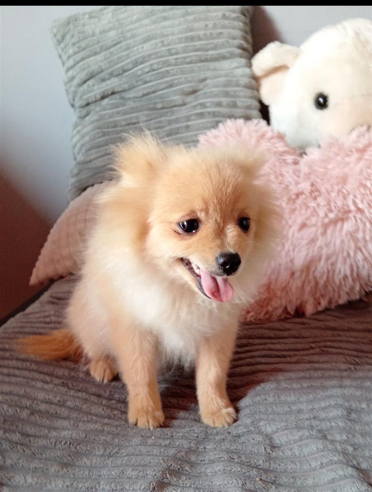 Pomeranski-spic