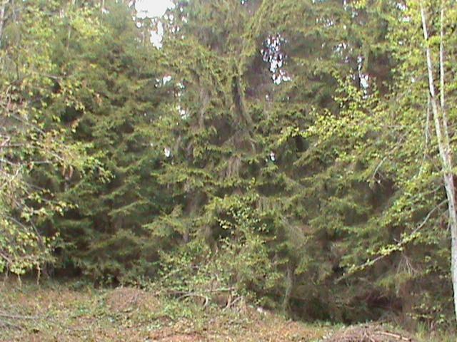 Sumu 5000m2