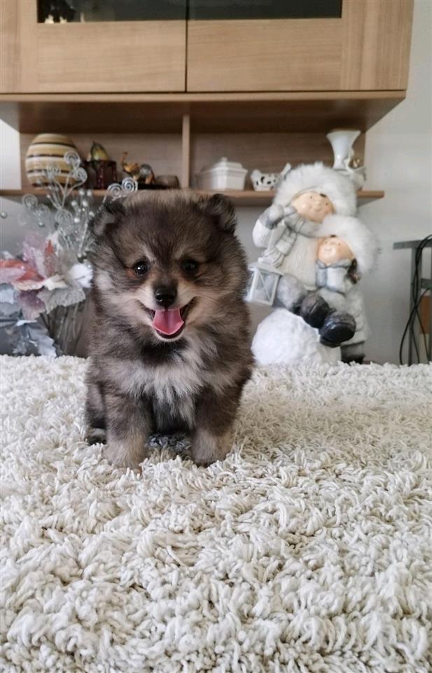 Pomeranski-spic