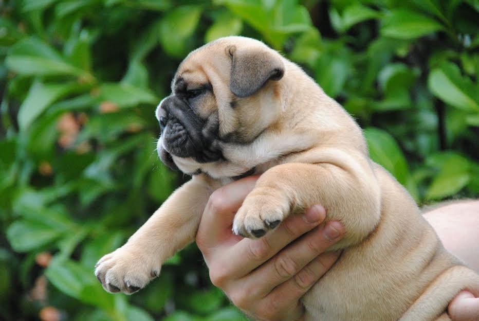 Engleski-buldog