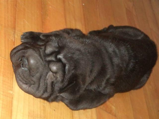 Sharpei-stenci
