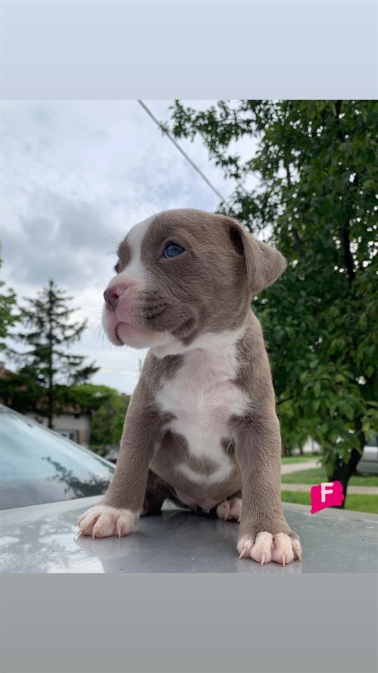 Pit-Bull-Lilac---Blueline-