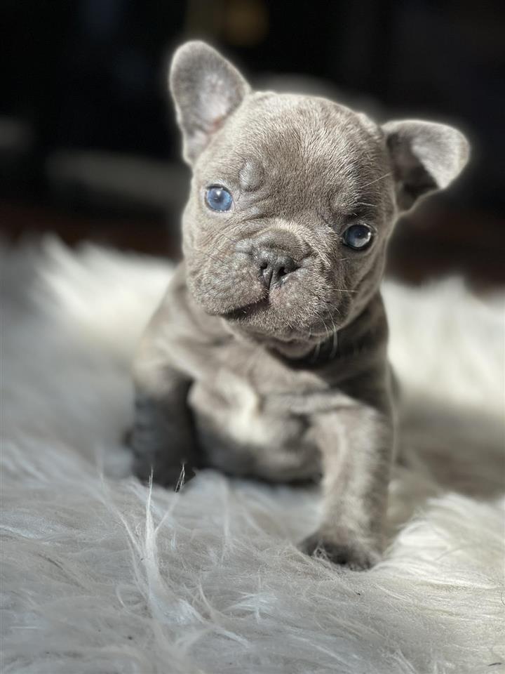 Francuski-Buldog