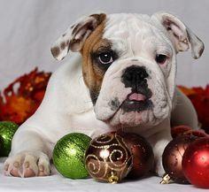 Engleski-i-Francuski-buldog