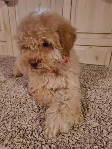 Labradoodle štenci