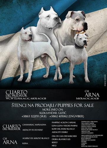 Dogo Argentino štenad na prodaju