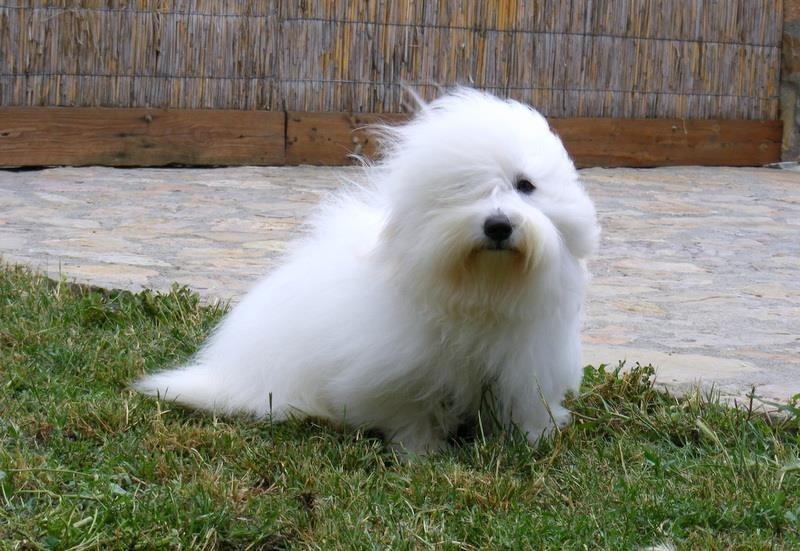 Coton-de-Tulear