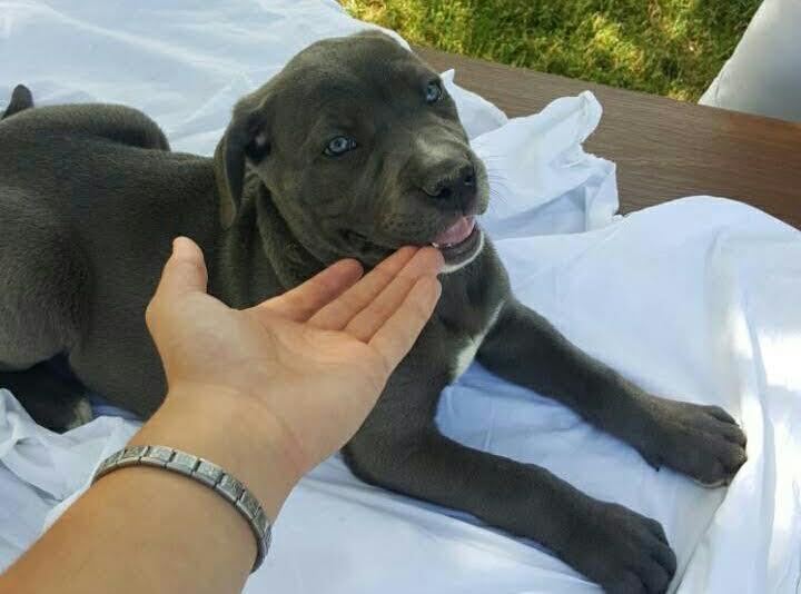 Cane-Corso