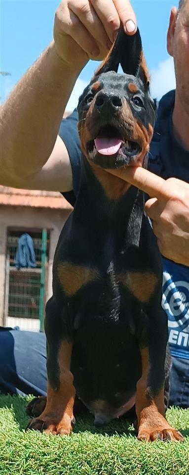 Štenci-dobermana-