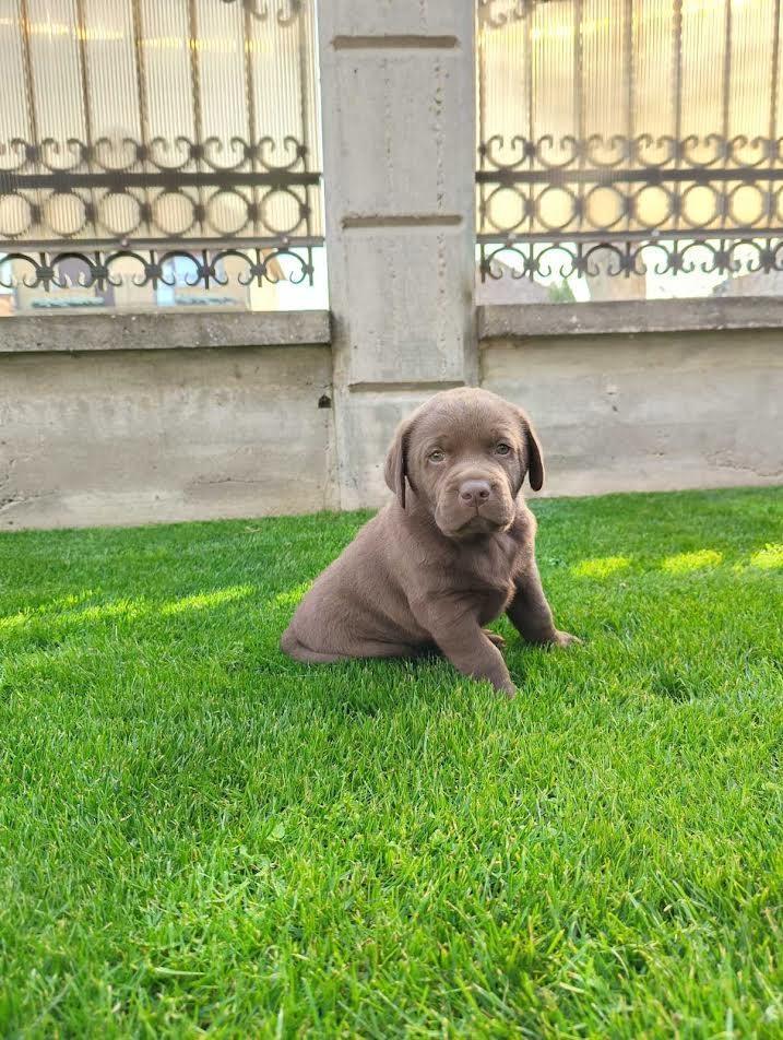 Labrador-retriver
