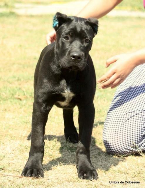 Cane-corso-stenci