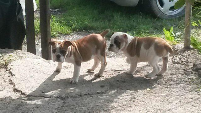 Engleski-buldog-stenci-