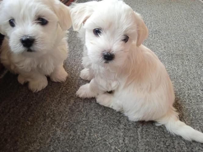 Maltezer 