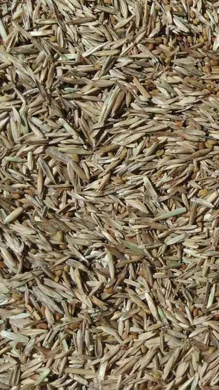 Seme-lucerke
