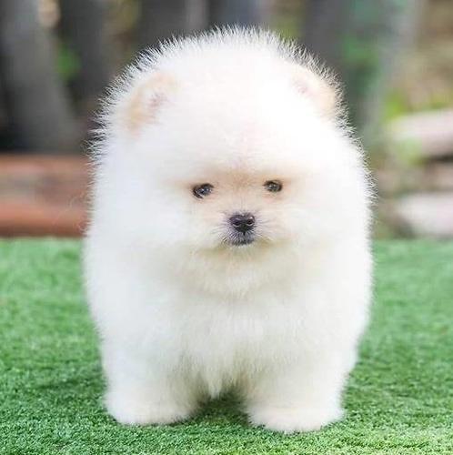 Pomeranski spic