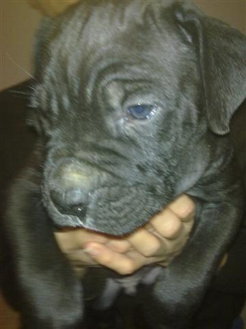 CANE-CORSO