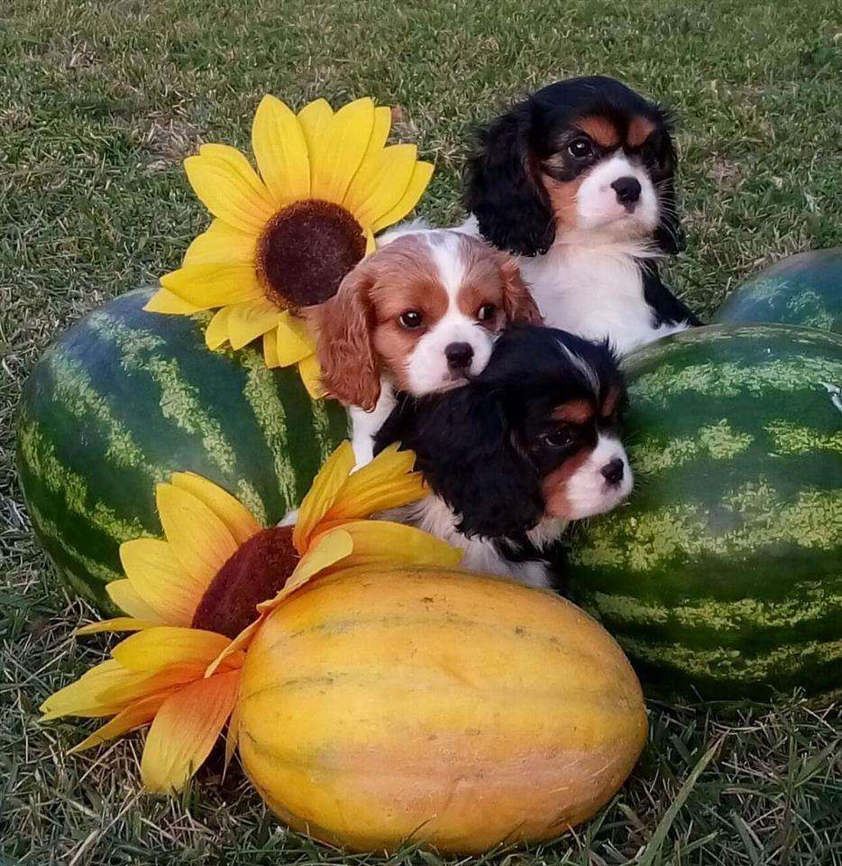Štenad-D-legla-CAVALIER-KING-CHARLES-SPANIEL