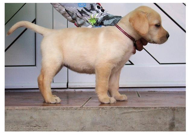 Labrador-retriever-stenci-