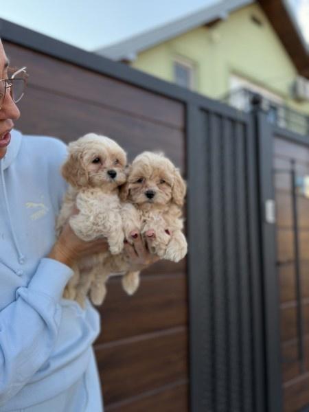 Maltipoo-vrhunske-genetike