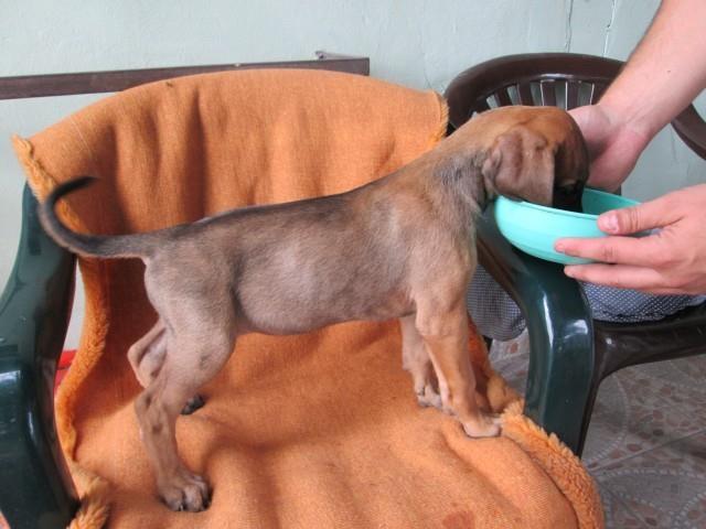Nemacka-doga