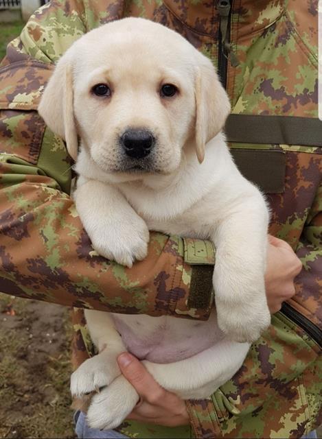 LABRADOR-retriver