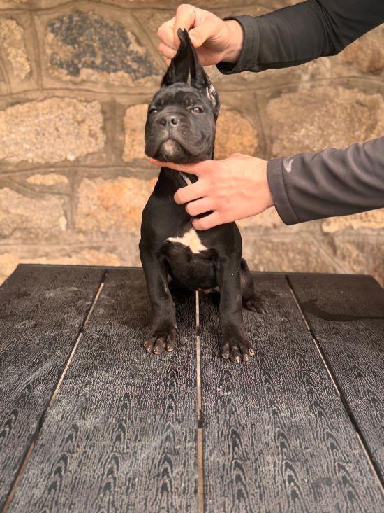 Cane-Corso-štenci