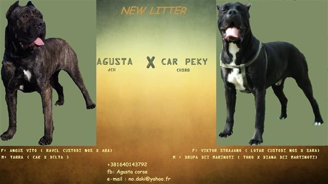 Cane-Corso-stenci