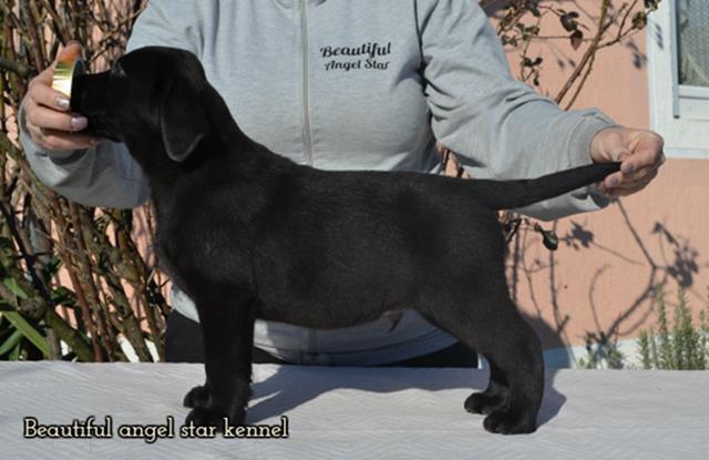 Vrhunski-stenci-LABRADOR-retrivera