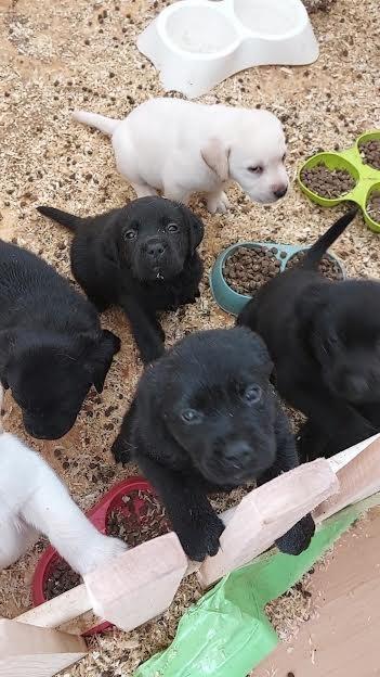 Labrador-stenci