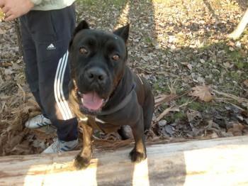 Cane-corso-stenci
