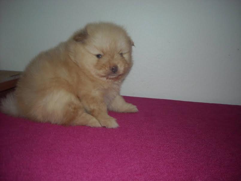 Pomeranski-spic-BOO-
