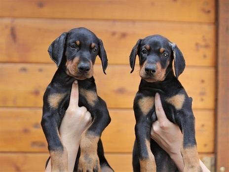 Stenci-Dobermana