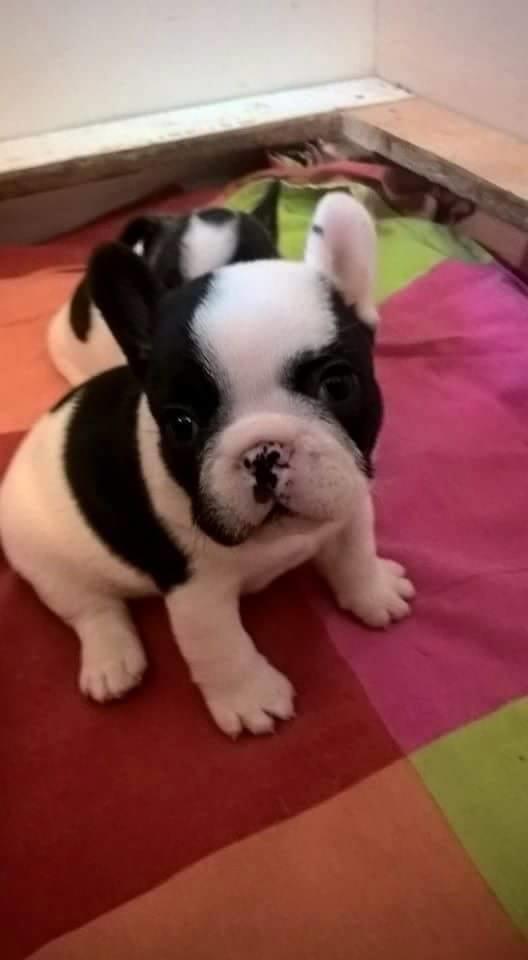 Francuski-Buldog