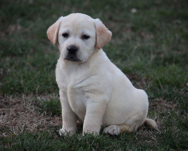 Labrador-retriver--štenci